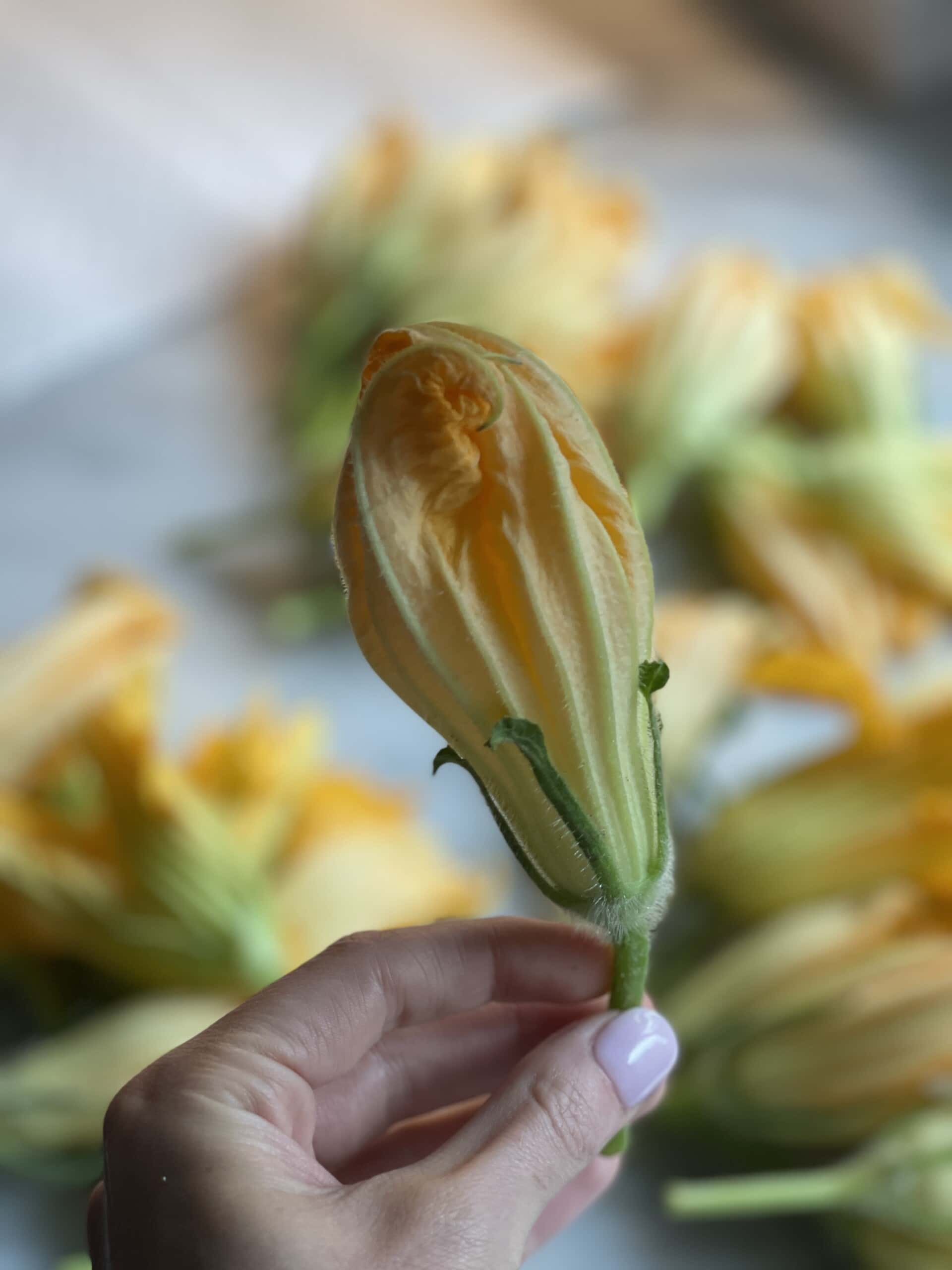 Air Fried Stuffed Zucchini Flowers Sweet Savory and Steph