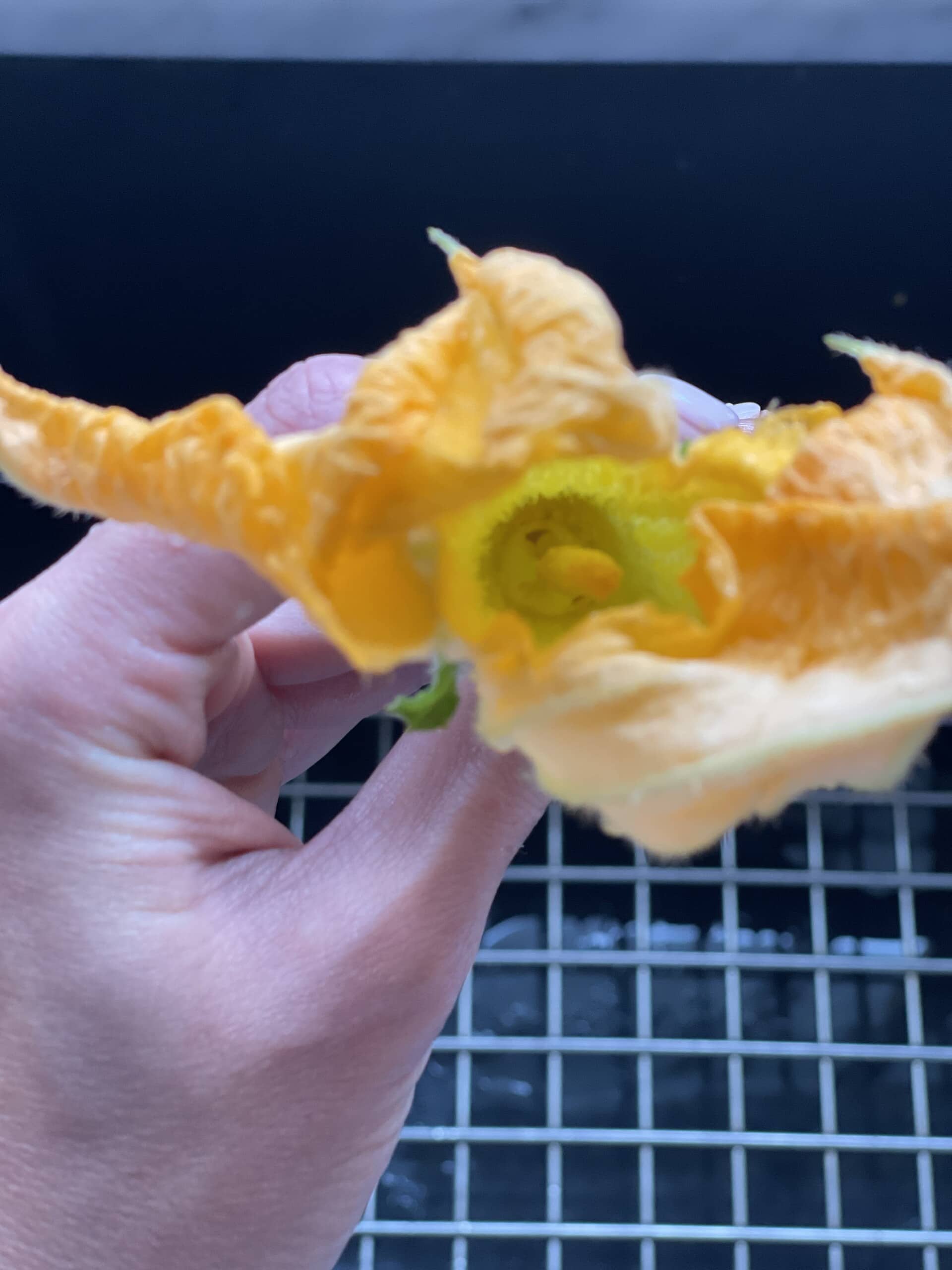 Air Fried Stuffed Zucchini Flowers Sweet Savory and Steph